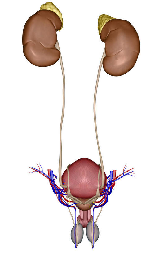 内脏,肾脏,动脉,静脉,阴茎,睾丸,无人,竖图,插画,室内,特写,白天,白色背景,正面,数码,科技,静物,阴影,网络,医学,高光,几何,计算机图形,合成,图画,画,红色,模型,人体,电脑合成图,数码合成图,生物学,人体器官,器官,漫画,泌尿系统,输尿管,生理学,写实,具体,具象,肾上腺,男性生殖器官,精囊,彩图,生殖器官
