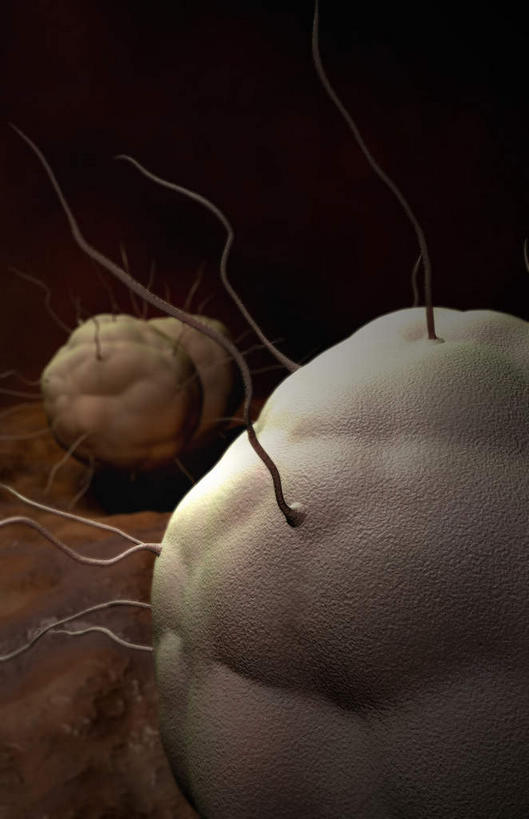 无人,竖图,插画,室内,特写,白天,正面,数码,科技,静物,阴影,黑色背景,网络,细菌,医学,细胞,高光,几何,计算机图形,合成,图画,画,人体,电脑合成图,数码合成图,性传播疾病,疾病,生物学,漫画,生理学,写实,具体,具象,传染,淋病,淋病奈瑟菌,淋菌,淋球菌,性病,彩图