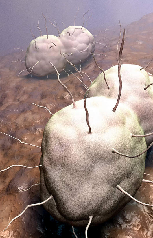 无人,竖图,插画,室内,特写,白天,白色背景,正面,数码,科技,静物,阴影,网络,细菌,医学,细胞,高光,几何,计算机图形,合成,图画,画,人体,电脑合成图,数码合成图,性传播疾病,疾病,生物学,漫画,生理学,写实,具体,具象,传染,淋病,淋病奈瑟菌,淋菌,淋球菌,性病,彩图