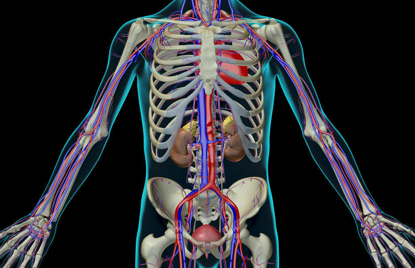 内脏,肾脏,动脉,静脉,肋骨,血管,膀胱,无人,横图,插画,室内,特写,白天,正面,数码,科技,静物,阴影,黑色背景,网络,医学,高光,几何,计算机图形,合成,图画,画,红色,模型,人体,皮肤,电脑合成图,数码合成图,骨架,生物学,人体器官,器官,漫画,泌尿系统,生理学,写实,具体,具象,肾动脉,肾静脉,胸部,彩图