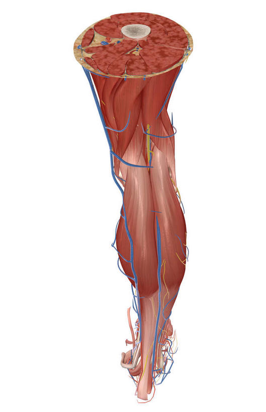 腿部,动脉,静脉,骨骼,肌肉,腿,健壮,无人,竖图,插画,室内,特写,白天,白色背景,正面,数码,科技,静物,阴影,局部,网络,医学,骨头,高光,几何,计算机图形,合成,图画,画,模型,健康,活力,力量,人体,青春,电脑合成图,数码合成图,骨架,生物学,强壮,漫画,生理学,写实,具体,具象,半腱肌,腓肠肌,股静脉,股外侧肌,股二头肌,大收肌,缝匠肌,内收长肌,半身,彩图