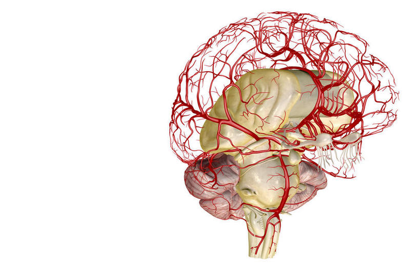 内脏,动脉,静脉,无人,横图,插画,室内,特写,白天,白色背景,正面,数码,科技,静物,大脑,阴影,网络,医学,高光,几何,计算机图形,合成,图画,画,红色,模型,人体,电脑合成图,数码合成图,生物学,人体器官,器官,漫画,脑干,生理学,写实,具体,具象,额叶,颞叶,延髓,椎动脉,大脑皮质,脑动脉,彩图