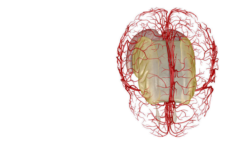 内脏,动脉,静脉,无人,横图,插画,室内,特写,白天,白色背景,正面,数码,科技,静物,大脑,阴影,网络,医学,高光,几何,计算机图形,合成,图画,画,红色,模型,人体,电脑合成图,数码合成图,生物学,人体器官,器官,漫画,脑干,生理学,写实,具体,具象,额叶,颞叶,延髓,椎动脉,大脑皮质,脑动脉,彩图