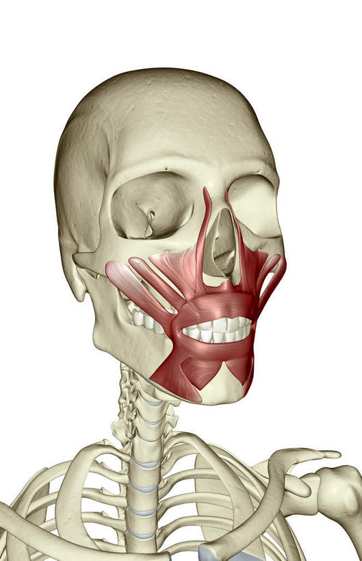 动脉,静脉,骨骼,肌肉,健壮,无人,竖图,插画,室内,特写,白天,白色背景,正面,数码,科技,静物,阴影,局部,网络,医学,骨头,高光,几何,计算机图形,合成,图画,画,模型,健康,活力,力量,人体,青春,电脑合成图,数码合成图,骨架,生物学,强壮,漫画,生理学,写实,具体,具象,口轮匝肌,半身,彩图