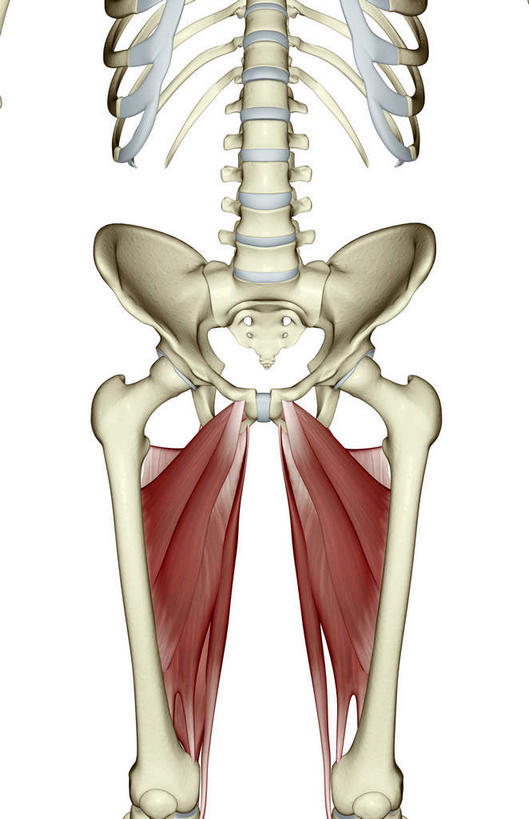 骨骼,肌肉,健壮,无人,竖图,插画,室内,特写,白天,白色背景,正面,数码,科技,阴影,网络,骨头,高光,几何,计算机图形,合成,图画,画,健康,活力,力量,青春,电脑合成图,数码合成图,骨架,强壮,漫画,写实,具体,具象,大收肌,彩图