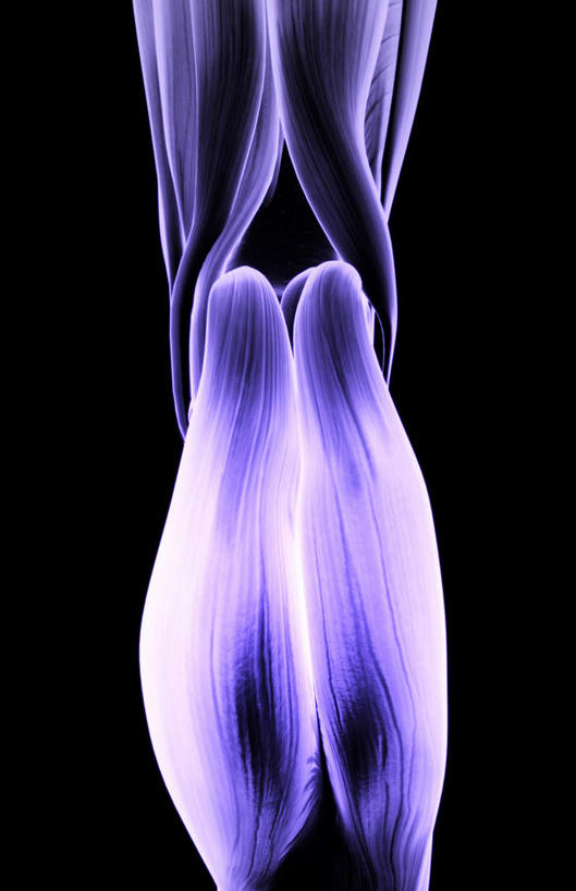 动脉,静脉,骨骼,肌肉,健壮,无人,竖图,室内,特写,白天,正面,静物,黑色背景,局部,医学,骨头,模型,健康,活力,力量,人体,青春,骨架,生物学,强壮,生理学,半腱肌,腓肠肌,股二头肌,半身,彩图