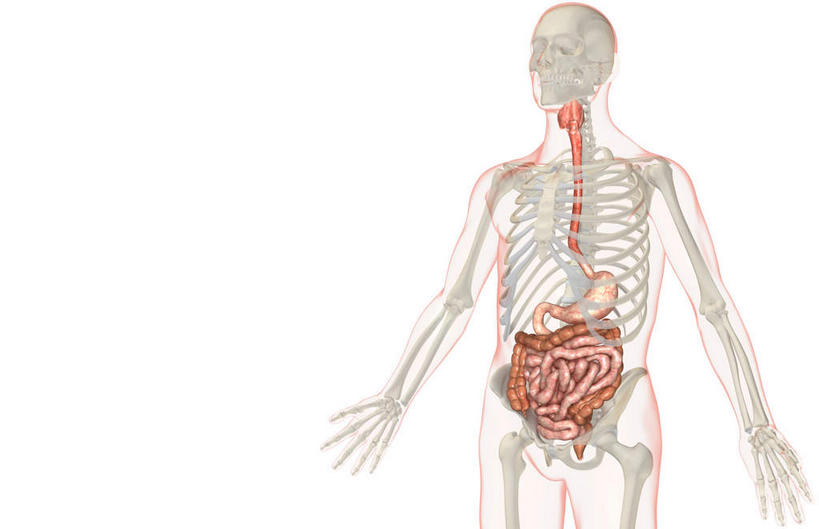 内脏,动脉,静脉,肛门,十二指肠,无人,横图,插画,x光片,室内,特写,白天,白色背景,正面,数码,科技,静物,阴影,辐射,科学,网络,医学,高光,几何,计算机图形,合成,图画,画,红色,模型,人体,电脑合成图,数码合成图,医疗,生物学,人体器官,科学技术,x射线,器官,x光,漫画,生理学,写实,具体,具象,横结肠,回肠,降结肠,空肠,升结肠,乙状结肠,咽,直肠,彩图,电磁波,电磁辐射