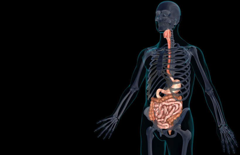 内脏,动脉,静脉,肛门,十二指肠,无人,横图,插画,x光片,室内,特写,白天,正面,数码,科技,静物,阴影,黑色背景,辐射,科学,网络,医学,高光,几何,计算机图形,合成,图画,画,红色,模型,人体,电脑合成图,数码合成图,医疗,生物学,人体器官,科学技术,x射线,器官,x光,漫画,生理学,写实,具体,具象,横结肠,回肠,降结肠,空肠,升结肠,乙状结肠,咽,直肠,彩图,电磁波,电磁辐射