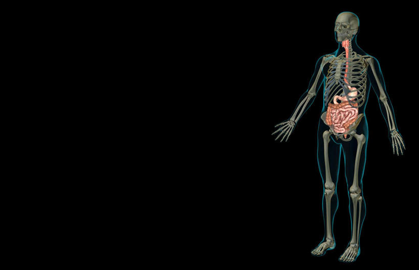 内脏,动脉,静脉,肛门,十二指肠,无人,横图,插画,室内,特写,白天,正面,数码,科技,静物,阴影,黑色背景,网络,医学,高光,几何,计算机图形,合成,图画,画,红色,模型,人体,电脑合成图,数码合成图,生物学,人体器官,器官,漫画,生理学,写实,具体,具象,横结肠,回肠,降结肠,空肠,升结肠,乙状结肠,咽,直肠,彩图,全身