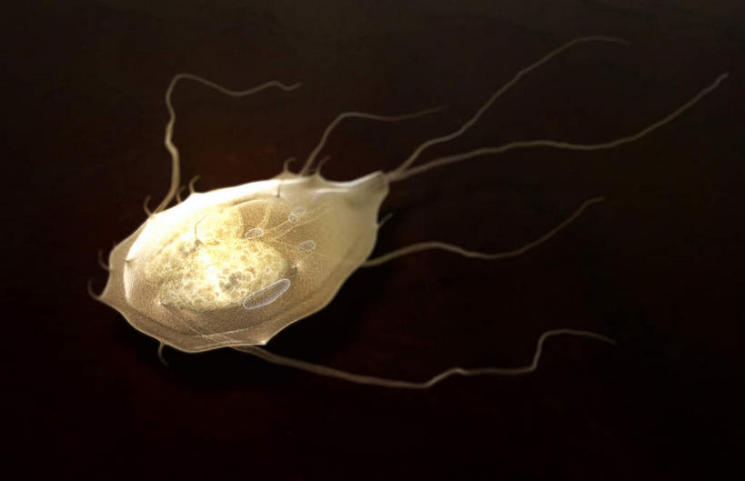 无人,横图,插画,室内,特写,白天,正面,数码,科技,静物,阴影,黑色背景,网络,医学,细胞,高光,几何,计算机图形,合成,图画,画,人体,电脑合成图,数码合成图,生物学,漫画,生理学,写实,具体,具象,寄生虫,贾第虫,肠胃炎,彩图