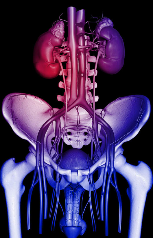 内脏,肾脏,动脉,静脉,骨盆,膀胱,阴茎,无人,竖图,插画,室内,特写,白天,正面,数码,科技,静物,阴影,黑色背景,网络,医学,高光,几何,计算机图形,合成,图画,画,红色,模型,人体,电脑合成图,数码合成图,生物学,人体器官,器官,漫画,泌尿系统,输尿管,生理学,写实,具体,具象,肾上腺,骶丛,腰丛,彩图