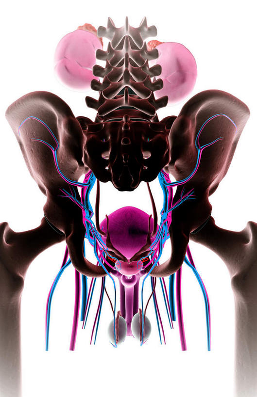 内脏,肾脏,动脉,静脉,骨盆,膀胱,阴茎,无人,竖图,插画,室内,特写,白天,白色背景,正面,数码,科技,静物,阴影,网络,医学,高光,几何,计算机图形,合成,图画,画,红色,模型,人体,电脑合成图,数码合成图,生物学,人体器官,器官,漫画,泌尿系统,输尿管,生理学,写实,具体,具象,肾上腺,骶丛,腰丛,彩图