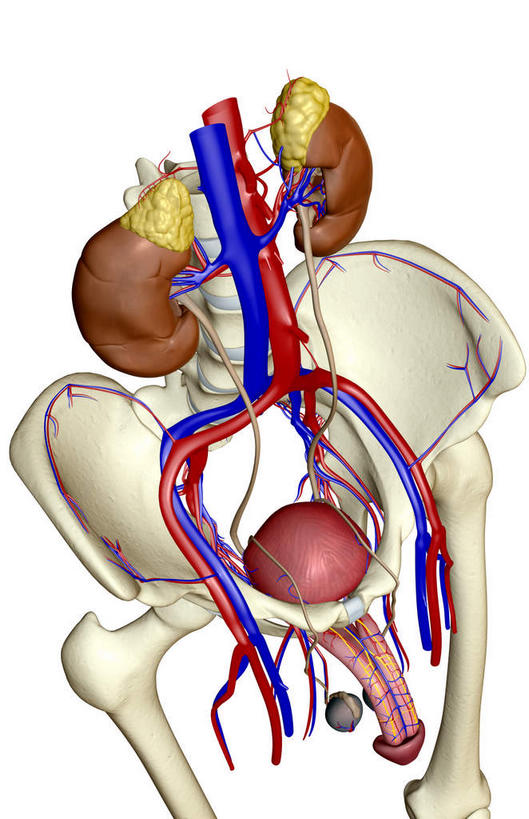 内脏,肾脏,动脉,静脉,骨盆,膀胱,阴茎,无人,竖图,插画,室内,特写,白天,白色背景,正面,数码,科技,静物,阴影,网络,医学,高光,几何,计算机图形,合成,图画,画,红色,模型,人体,电脑合成图,数码合成图,生物学,人体器官,器官,漫画,泌尿系统,输尿管,生理学,写实,具体,具象,肾上腺,骶丛,腰丛,彩图