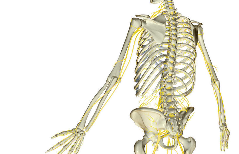 动脉,静脉,骨骼,无人,横图,插画,室内,特写,白天,白色背景,正面,数码,科技,静物,阴影,局部,网络,医学,骨头,高光,几何,计算机图形,合成,图画,画,模型,人体,电脑合成图,数码合成图,骨架,生物学,漫画,生理学,写实,具体,具象,颈神经,颈丛,臂丛神经,半身,彩图