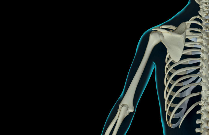肩胛骨,动脉,静脉,骨骼,肋骨,脊椎,无人,横图,插画,x光片,室内,特写,白天,正面,数码,科技,静物,阴影,黑色背景,局部,辐射,科学,网络,医学,骨头,高光,几何,计算机图形,合成,图画,画,模型,人体,电脑合成图,数码合成图,骨架,医疗,生物学,科学技术,x射线,x光,漫画,生理学,写实,具体,具象,尺骨,桡骨,脊柱,半身,彩图,电磁波,电磁辐射