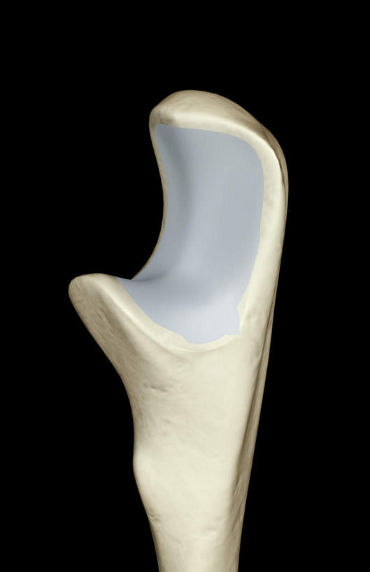 动脉,静脉,骨骼,无人,竖图,插画,室内,特写,白天,正面,数码,科技,静物,阴影,黑色背景,局部,网络,医学,骨头,高光,几何,计算机图形,合成,图画,画,模型,人体,电脑合成图,数码合成图,骨架,生物学,漫画,生理学,写实,具体,具象,尺骨,半身,彩图