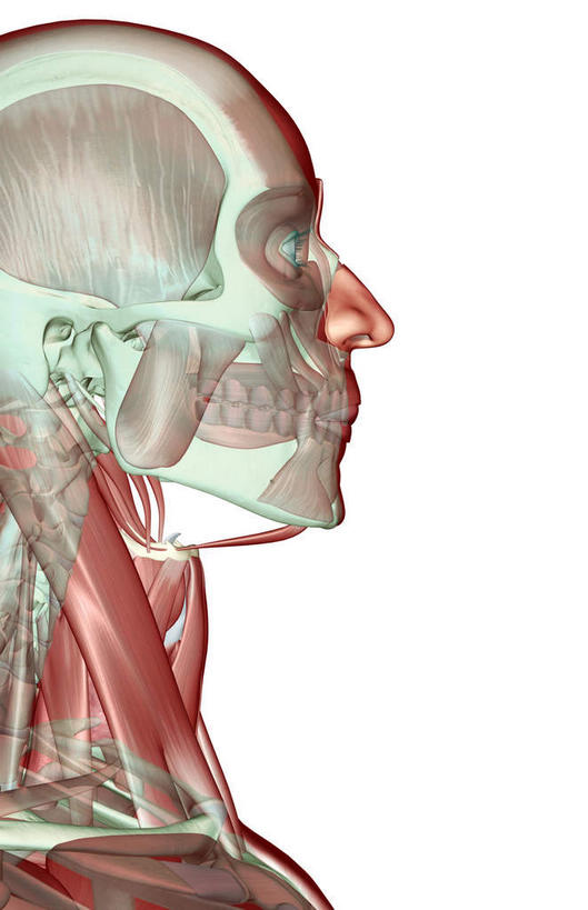 眼睛,眉毛,睫毛,锁骨,动脉,静脉,骨骼,肌肉,健壮,无人,站,竖图,插画,室内,特写,白天,白色背景,正面,数码,科技,静物,瞳孔,阴影,网络,医学,骨头,高光,几何,计算机图形,合成,图画,画,红色,蓝色,模型,站着,健康,活力,力量,人体,眼部,摄影,影棚,青春,电脑合成图,数码合成图,骨架,生物学,强壮,漫画,生理学,写实,具体,具象,顶骨,额骨,颈椎,下颌骨,颞肌,颧骨,眼轮匝肌,咬肌,胸锁乳突肌,口轮匝肌,睫,眉,眼,眼睫毛,眼眉,站立,半身,彩图,影棚拍摄,拍摄,眼眉毛