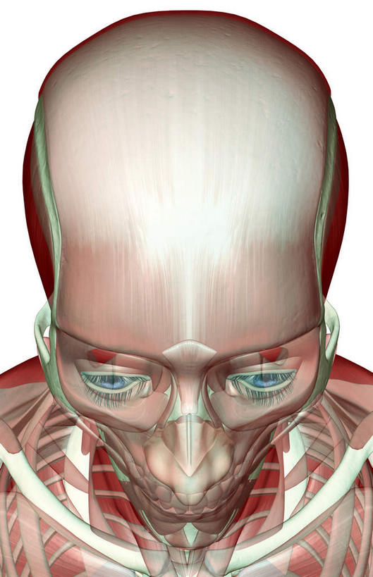 眼睛,眉毛,睫毛,锁骨,动脉,静脉,骨骼,肌肉,健壮,无人,站,竖图,插画,室内,特写,白天,白色背景,正面,数码,科技,静物,瞳孔,阴影,网络,医学,骨头,高光,几何,计算机图形,合成,图画,画,红色,蓝色,模型,站着,健康,活力,力量,人体,眼部,摄影,影棚,青春,电脑合成图,数码合成图,骨架,生物学,强壮,漫画,生理学,写实,具体,具象,顶骨,额骨,颈椎,下颌骨,颞肌,颧骨,眼轮匝肌,咬肌,胸锁乳突肌,口轮匝肌,睫,眉,眼,眼睫毛,眼眉,站立,半身,彩图,影棚拍摄,拍摄,眼眉毛
