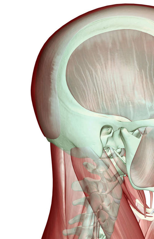 眼睛,眉毛,睫毛,动脉,静脉,骨骼,肌肉,健壮,无人,站,竖图,插画,室内,特写,白天,白色背景,正面,数码,科技,静物,瞳孔,阴影,网络,医学,骨头,高光,几何,计算机图形,合成,图画,画,红色,蓝色,模型,站着,健康,活力,力量,人体,眼部,摄影,影棚,青春,电脑合成图,数码合成图,骨架,生物学,强壮,漫画,生理学,写实,具体,具象,顶骨,颈椎,颞肌,眼轮匝肌,咬肌,胸锁乳突肌,口轮匝肌,睫,眉,眼,眼睫毛,眼眉,站立,半身,彩图,影棚拍摄,拍摄,眼眉毛