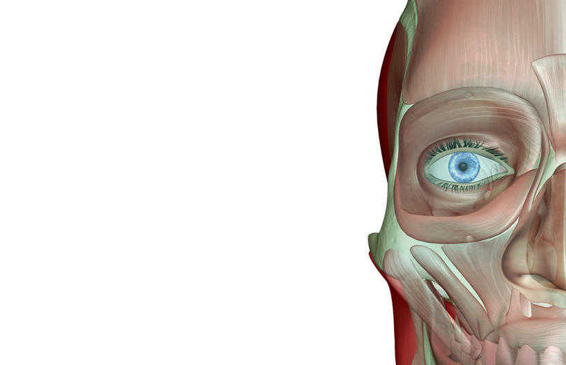 眼睛,眉毛,睫毛,动脉,静脉,骨骼,肌肉,健壮,无人,站,横图,插画,室内,特写,白天,白色背景,正面,数码,科技,静物,瞳孔,阴影,网络,医学,骨头,高光,几何,计算机图形,合成,图画,画,红色,蓝色,模型,站着,健康,活力,力量,人体,眼部,摄影,影棚,青春,电脑合成图,数码合成图,骨架,生物学,强壮,漫画,生理学,写实,具体,具象,顶骨,额骨,下颌骨,颞肌,颧骨,眼轮匝肌,咬肌,胸锁乳突肌,口轮匝肌,睫,眉,眼,眼睫毛,眼眉,站立,半身,彩图,影棚拍摄,拍摄,眼眉毛