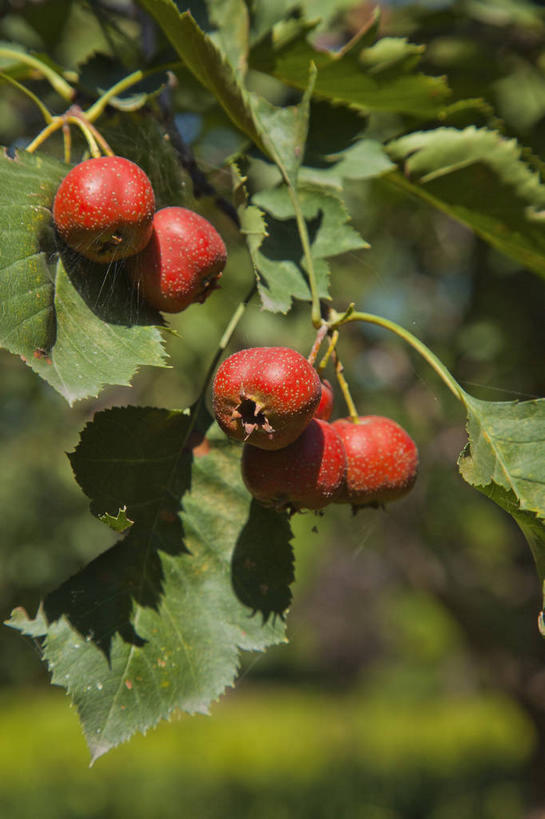 无人,公园,竖图,室外,特写,白天,正面,美景,植物,水果,叶子,北京,中国,亚洲,阴影,朦胧,模糊,新鲜,光线,影子,景观,生食,食品,果实,果树,绿叶,枝条,首都,树,树木,树枝,食物,红色,绿色,阳光,自然,山楂,嫩叶,山楂树,景色,有机食品,绿色食品,生长,成长,自然风光,东亚,森林公园,中华人民共和国,北京市,京,北平,华北地区,通州区,虬枝,枝杈,红果,叶,叶片,彩图,胭脂果,通州,大运河通州森林公园