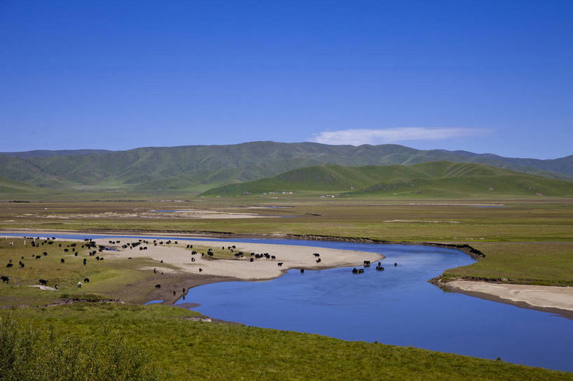 无人,站,横图,室外,白天,正面,旅游,度假,草地,草原,河流,美景,水,植物,牛,中国,亚洲,一群,许多,阴影,曲折,弯曲,光线,影子,河水,景观,旷野,水流,云,云朵,很多,云彩,娱乐,草,蓝色,绿色,白云,蓝天,天空,阳光,自然,动物,天,站着,享受,休闲,家畜,景色,放松,牲畜,蜿蜒,四川省,晴朗,自然风光,原野,东亚,四川,阿坝,中华人民共和国,西南地区,阿坝藏族羌族自治州,阿坝州,川,晴空,站立,彩图,全身,若尔盖县,若尔盖