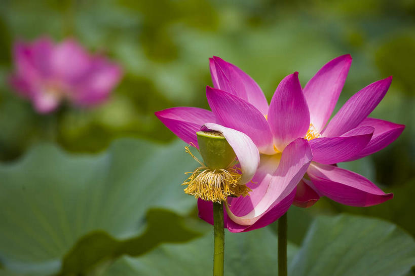 无人,横图,俯视,室外,特写,白天,纯洁,美景,莲花,叶子,许多,阴影,朦胧,模糊,盛开,光线,影子,景观,荷叶,很多,花蕾,花,花瓣,花朵,鲜花,两朵,粉色,阳光,自然,花苞,花蕊,景色,莲蓬,莲蓬子,莲子肉,富贵,神圣,自然风光,纯净,莲叶,六月花神,正直,鞭蕖,鞭蓉,芙蕖,菡萏,荷花,六月春,藕花,水旦,水芙蓉,水华,水芸,溪客,叶,叶片,彩图,高角度拍摄