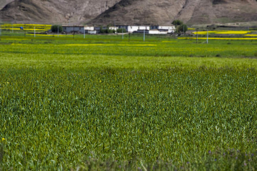 无人,家,横图,室外,白天,正面,旅游,度假,草地,草坪,石头,美景,山,山脉,植物,中国,亚洲,阴影,光线,石子,影子,房屋,屋子,景观,山峰,山峦,娱乐,楼房,西藏,住宅,草,树,树木,绿色,阳光,自然,群山,享受,休闲,景色,放松,生长,成长,自然风光,藏,东亚,西藏自治区,日喀则,日喀则市,中华人民共和国,西南地区,定日,定日县,石块,岩石,彩图,房子