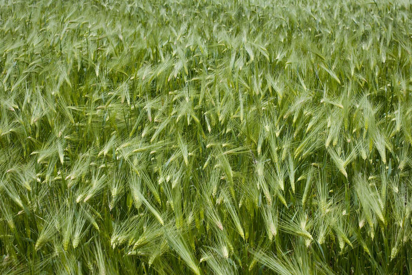 无人,农田,横图,俯视,室外,特写,白天,庄稼,农作物,草地,草坪,美景,植物,中国,亚洲,阴影,光线,影子,景观,燕麦,西藏,草,绿色,阳光,自然,景色,自然风光,藏,东亚,西藏自治区,日喀则,日喀则市,中华人民共和国,西南地区,玉麦,铃铛麦,裸燕麦,雀麦,野麦,莜麦,彩图,高角度拍摄,全画面,全框架,全帧,耕地,庄稼田,全画幅