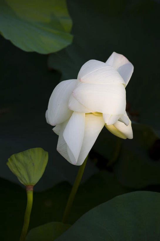 无人,竖图,俯视,室外,特写,白天,纯洁,湖,湖泊,美景,水,莲花,叶子,朦胧,模糊,盛开,池塘,湖面,景观,水池,水流,水面,荷叶,花蕾,花,花瓣,花朵,鲜花,一朵,一个,绿色,白色,自然,湖水,花苞,花蕊,景色,莲蓬,单个,莲蓬子,莲子肉,富贵,神圣,自然风光,纯净,莲叶,六月花神,正直,鞭蕖,鞭蓉,芙蕖,菡萏,荷花,六月春,藕花,水旦,水芙蓉,水华,水芸,溪客,叶,叶片,彩图,高角度拍摄