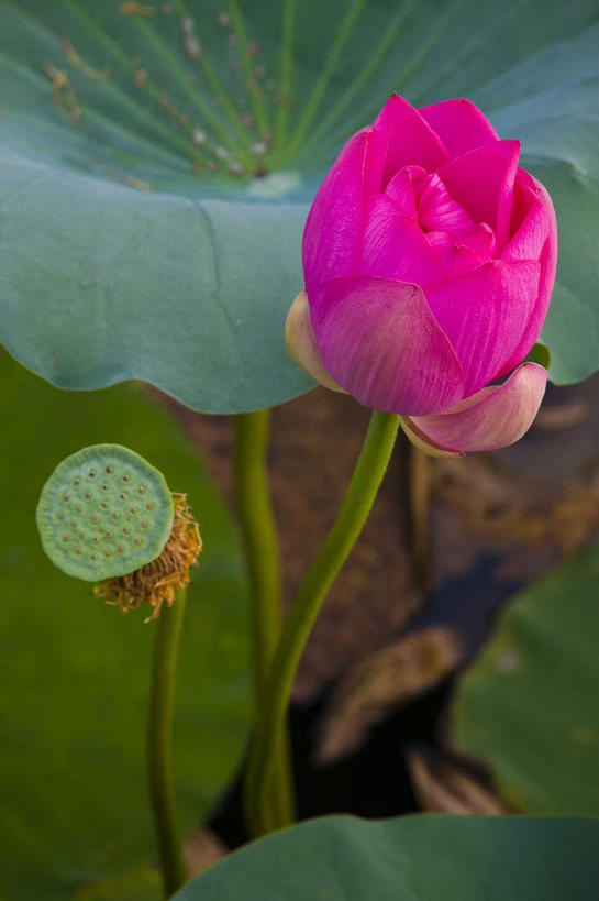 无人,竖图,俯视,室外,特写,白天,纯洁,美景,莲花,叶子,朦胧,模糊,盛开,池塘,景观,水池,荷叶,花蕾,花,花瓣,花朵,鲜花,一朵,一个,绿色,紫色,自然,花苞,花蕊,景色,莲蓬,单个,莲蓬子,莲子肉,富贵,神圣,自然风光,纯净,莲叶,六月花神,正直,鞭蕖,鞭蓉,芙蕖,菡萏,荷花,六月春,藕花,水旦,水芙蓉,水华,水芸,溪客,叶,叶片,彩图,高角度拍摄