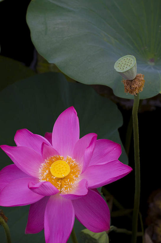 无人,竖图,俯视,室外,特写,白天,纯洁,美景,莲花,叶子,许多,阴影,朦胧,模糊,盛开,光线,影子,池塘,景观,水池,荷叶,很多,花蕾,花,花瓣,花朵,鲜花,一朵,一个,绿色,紫色,阳光,自然,花苞,花蕊,景色,莲蓬,单个,莲蓬子,莲子肉,富贵,神圣,自然风光,纯净,莲叶,六月花神,正直,鞭蕖,鞭蓉,芙蕖,菡萏,荷花,六月春,藕花,水旦,水芙蓉,水华,水芸,溪客,叶,叶片,彩图,高角度拍摄