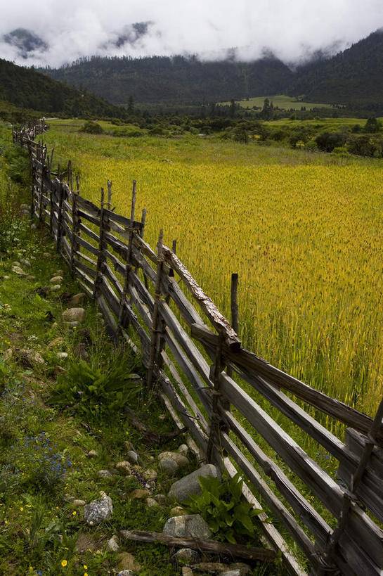无人,农田,栏杆,竖图,俯视,室外,白天,旅游,度假,庄稼,农作物,美景,森林,山,山脉,树林,植物,飞机,中国,美国,亚洲,许多,阴影,盛开,光线,影子,栅栏,景观,篱笆,山峰,云,云朵,围栏,山峦,很多,麦田,花蕾,云彩,娱乐,护栏,林芝,西藏,花,花瓣,花朵,鲜花,树,树木,黄色,蓝色,绿色,白云,蓝天,天空,阳光,自然,群山,天,花苞,花蕊,享受,休闲,景色,放松,空军,生长,晴朗,成长,直升机,战斗机,北美,北美洲,自然风光,美洲,藏,东亚,军用机,美军,军用战斗机,西藏自治区,中华人民共和国,西南地区,北亚美利加洲,亚美利加洲,晴空,彩图,高角度拍摄,耕地,庄稼田,SH2F直升机,美利坚合众国,林芝地区,林芝县,鲁朗林海,鲁朗镇