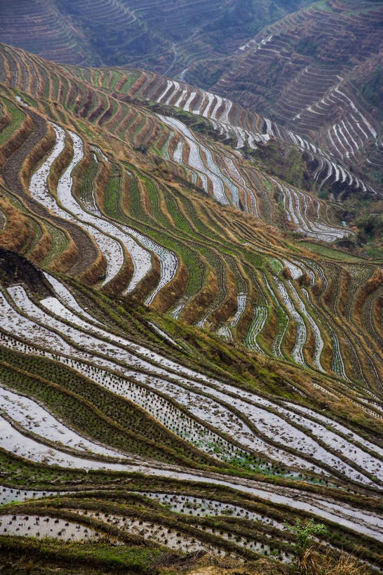 无人,农田,竖图,俯视,航拍,室外,白天,旅游,度假,庄稼,梯田,农作物,草地,草坪,石头,美景,山,山脉,峡谷,植物,中国,亚洲,阴影,曲折,弯曲,光线,石子,影子,景观,山峰,山谷,山峦,娱乐,草,树,树木,绿色,阳光,自然,群山,享受,休闲,景色,放松,蜿蜒,生长,成长,广西,岩层,鸟瞰,自然风光,东亚,龙胜,龙脊梯田,广西壮族自治区,中华人民共和国,桂,华南地区,龙胜各族自治县,龙胜梯田,石块,岩石,彩图,高角度拍摄,耕地,庄稼田