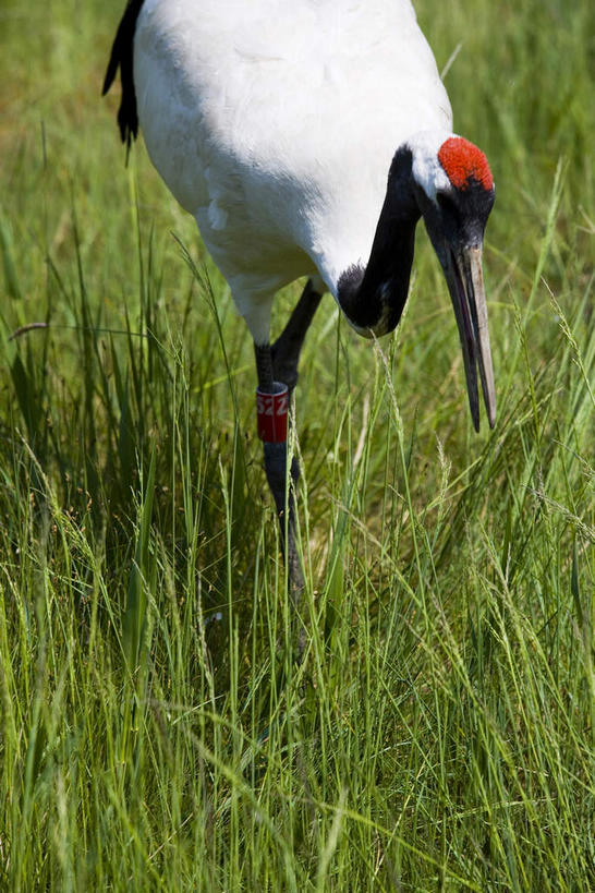 无人,站,竖图,俯视,室外,白天,草地,草坪,美景,植物,丹顶鹤,中国,亚洲,阴影,光线,鹤,影子,景观,草,一只,绿色,阳光,自然,站着,景色,黑,吉祥,高雅,自然风光,东亚,黑龙江,黑龙江省,中华人民共和国,长寿,鴜鷜,忠贞,东北地区,齐齐哈尔,齐齐哈尔市,仙鹤,站立,半身,彩图,高角度拍摄,黑龙江扎龙国家级自然保护区,扎龙,扎龙保护区,扎龙自然保护区