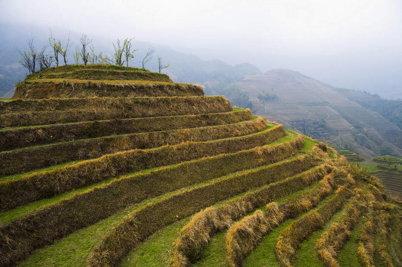 无人,农田,横图,室外,白天,正面,旅游,度假,庄稼,梯田,农作物,草地,草坪,石头,美景,山,山脉,峡谷,植物,中国,亚洲,阴影,曲折,弯曲,光线,石子,影子,景观,山峰,山谷,山峦,娱乐,草,树,树木,绿色,阳光,自然,群山,享受,休闲,景色,放松,蜿蜒,生长,成长,广西,岩层,自然风光,东亚,龙胜,龙脊梯田,广西壮族自治区,中华人民共和国,桂,华南地区,龙胜各族自治县,龙胜梯田,石块,岩石,彩图,耕地,庄稼田