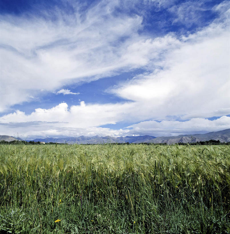 无人,农田,竖图,室外,白天,正面,旅游,度假,庄稼,农作物,小麦,美景,山,山脉,中国,亚洲,阴影,光线,影子,景观,山峰,云,云朵,谷物,山峦,麦田,云彩,娱乐,西藏,蓝色,白云,蓝天,天空,阳光,自然,群山,天,享受,休闲,景色,放松,麦子,晴朗,自然风光,藏,东亚,西藏自治区,中华人民共和国,西南地区,晴空,彩图,耕地,庄稼田