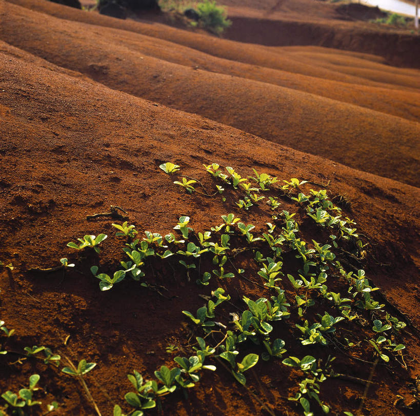 无人,横图,俯视,室外,特写,白天,美景,植物,叶子,中国,亚洲,许多,阴影,朦胧,模糊,光线,影子,景观,泥土,土壤,绿叶,很多,绿色,阳光,自然,嫩叶,景色,生长,成长,自然风光,红壤,东亚,中华人民共和国,叶,叶片,红土,彩图,高角度拍摄