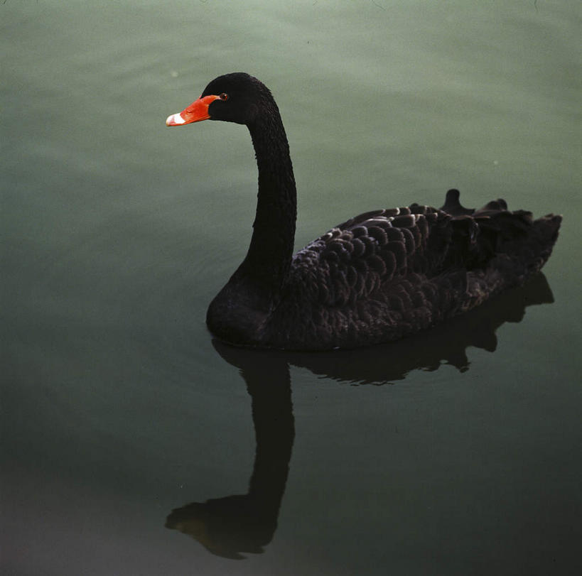 游泳,无人,横图,俯视,室外,白天,河流,美景,水,鸟,野生动物,天鹅,中国,亚洲,阴影,光线,鸟类,影子,河水,景观,水流,一只,倒影,阳光,自然,动物,景色,可爱,倒映,自然风光,东亚,中华人民共和国,泅水,黑天鹅,反照,拍浮,鹄,彩图,高角度拍摄,全身