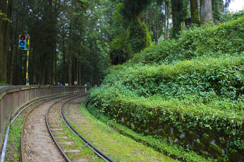 无人,横图,室外,白天,正面,旅游,度假,草地,草坪,美景,树林,植物,路,铁路,台湾,中国,亚洲,阴影,曲折,弯曲,光线,影子,景观,轨道,交通,铁轨,娱乐,草,树,树木,绿色,阳光,自然,享受,休闲,景色,放松,运输,蜿蜒,生长,成长,自然风光,东亚,嘉义,阿里山国家风景区,阿里山,港澳台,中华人民共和国,台湾省,嘉义市,彩图,台