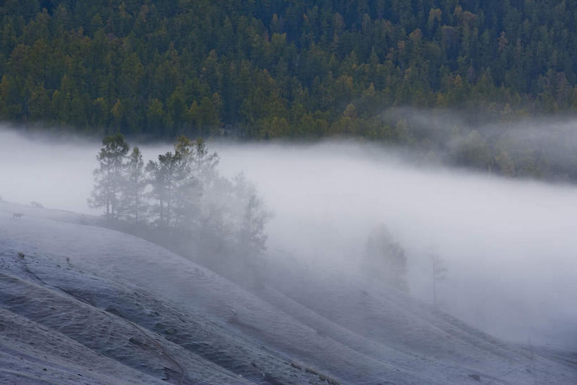 无人,横图,室外,白天,正面,旅游,度假,美景,森林,树林,植物,雾,松树,中国,亚洲,阴影,朦胧,模糊,光线,影子,景观,娱乐,树,树木,绿色,阳光,自然,享受,休闲,景色,放松,生长,成长,迷雾,自然风光,杉树,坚定,东亚,新疆,阿勒泰地区,布尔津县,伊犁,中华人民共和国,长寿,贞洁,新疆维吾尔自治区,西北地区,阿勒泰,阿勒泰市,伊犁哈萨克自治州,大雾,彩图,布尔津,哈巴河,哈巴河县,喀纳斯综合自然景观保护区,新