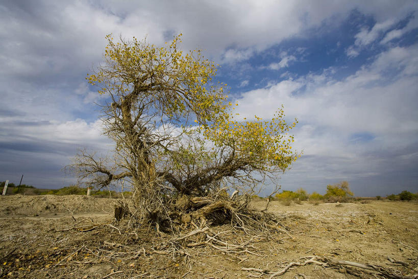 无人,横图,室外,白天,正面,旅游,度假,美景,沙漠,植物,中国,亚洲,阴影,光线,影子,景观,云,云朵,云彩,娱乐,树,树木,蓝色,绿色,白云,蓝天,天空,阳光,自然,天,享受,休闲,景色,放松,生长,晴朗,成长,杨树,自然风光,东亚,新疆,胡杨,克拉玛依,中华人民共和国,新疆维吾尔自治区,西北地区,克拉玛依市,大漠,砂漠,晴空,彩图,准噶尔,准噶尔盆地,新