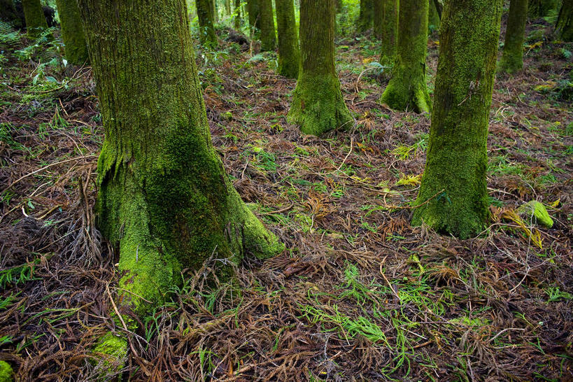 无人,植物园,横图,俯视,室外,白天,美景,森林,树林,植物,叶子,台湾,中国,亚洲,许多,研究,景观,青苔,绿叶,树桩,苔藓,很多,教育,树,树干,树木,绿色,自然,嫩叶,木桩,景色,生长,成长,展览,调查,保存,欣赏,自然风光,采集,陈列,东亚,嘉义,阿里山国家风景区,阿里山,港澳台,中华人民共和国,台湾省,嘉义市,鉴定,典藏,叶,叶片,彩图,高角度拍摄,台