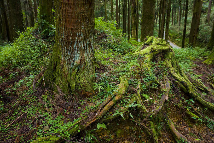 无人,横图,室外,白天,仰视,旅游,度假,美景,森林,树林,植物,叶子,台湾,中国,亚洲,许多,阴影,反射,影子,景观,青苔,枯叶,落叶,树根,树桩,根,苔藓,很多,娱乐,树,树干,树木,黄色,绿色,自然,享受,休闲,木桩,景色,放松,生长,成长,自然风光,东亚,嘉义,阿里山国家风景区,阿里山,港澳台,中华人民共和国,台湾省,嘉义市,叶,叶片,彩图,低角度拍摄,台