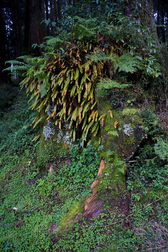 无人,竖图,室外,白天,正面,旅游,度假,草地,草坪,美景,树林,植物,台湾,中国,亚洲,阴影,光线,影子,景观,青苔,苔藓,娱乐,草,树,树木,绿色,阳光,自然,享受,休闲,景色,放松,生长,成长,自然风光,东亚,嘉义,阿里山国家风景区,阿里山,港澳台,中华人民共和国,台湾省,嘉义市,彩图,台
