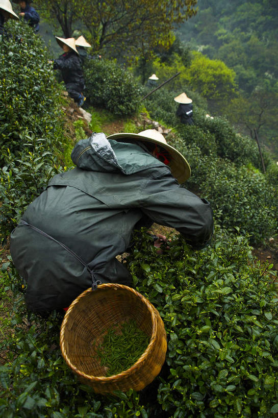 东方人,一个人,农民,站,交叉,竖图,俯视,室外,白天,草地,草坪,植物,竹子,帽子,中国,亚洲,仅一个男性,仅一个人,弯腰,阴影,竹制,编织,光线,篮子,影子,黄种人,茶园,浙江,斗笠,草,树,树木,浙江省,仅一个年轻男性,一个,绿色,阳光,自然,竹篮,站着,遮阳,生长,单个,成长,杭州,龙井村,竹条,保暖,交织,竹制品,防寒,御寒,雨衣,茶场,透气,东亚,防水,杭州市,中华人民共和国,华东地区,省会,浙,弯身,穿插,冲锋服,冲锋衣,防潮,户外用品,笠帽,西湖区,男人,男性,年轻男性,亚洲人,佃农,农场主,农夫,农工,乡下人,小农,庄稼人,站立,彩图,高角度拍摄,全身,编结帽,箬笠,蔽雨