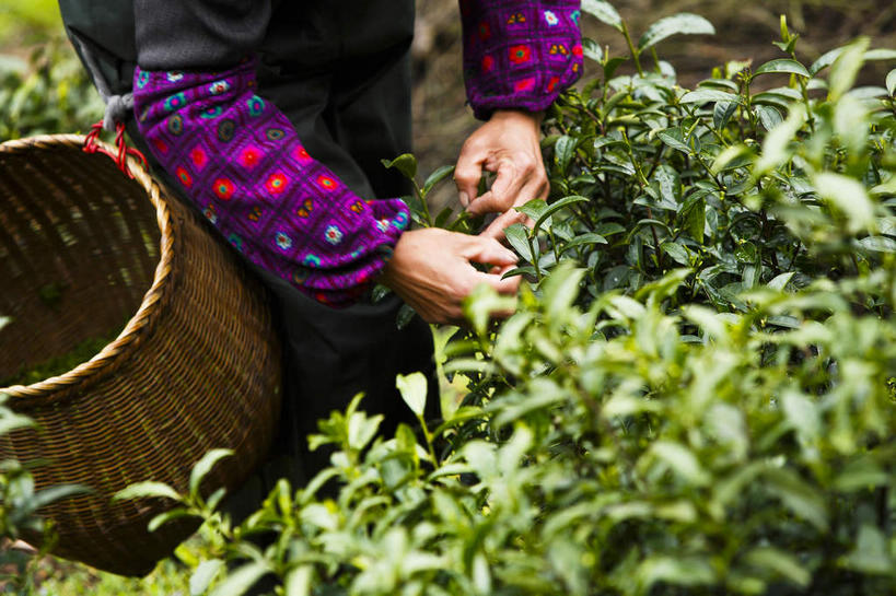 东方人,手,一个人,农民,交叉,横图,俯视,室外,特写,白天,竹子,叶子,中国,亚洲,双手,仅一个年轻女性,仅一个女性,仅一个人,握,阴影,竹制,朦胧,模糊,编织,光线,篮子,影子,绿叶,防护,黄种人,茶园,浙江,浙江省,一个,阳光,竹篮,手部,嫩叶,握着,单个,杭州,龙井村,竹条,保护,交织,袖子,竹制品,茶场,东亚,袖套,杭州市,中华人民共和国,华东地区,省会,浙,穿插,西湖区,年轻女性,女人,女性,亚洲人,叶,叶片,佃农,农场主,农夫,农工,乡下人,小农,庄稼人,半身,彩图,高角度拍摄,套袖