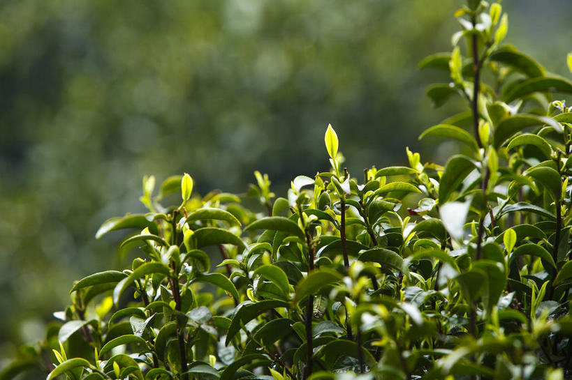 无人,横图,室外,特写,白天,正面,幸福,美景,植物,茶,中国,亚洲,许多,阴影,朦胧,模糊,光线,影子,景观,茶叶,枝条,很多,娱乐,浙江,树,树木,树枝,浙江省,绿色,阳光,自然,享受,休闲,温馨,景色,放松,乐趣,生长,成长,杭州,龙井村,提神,舒适,自然风光,醒脑,东亚,杭州市,中华人民共和国,华东地区,省会,浙,虬枝,枝杈,西湖区,彩图