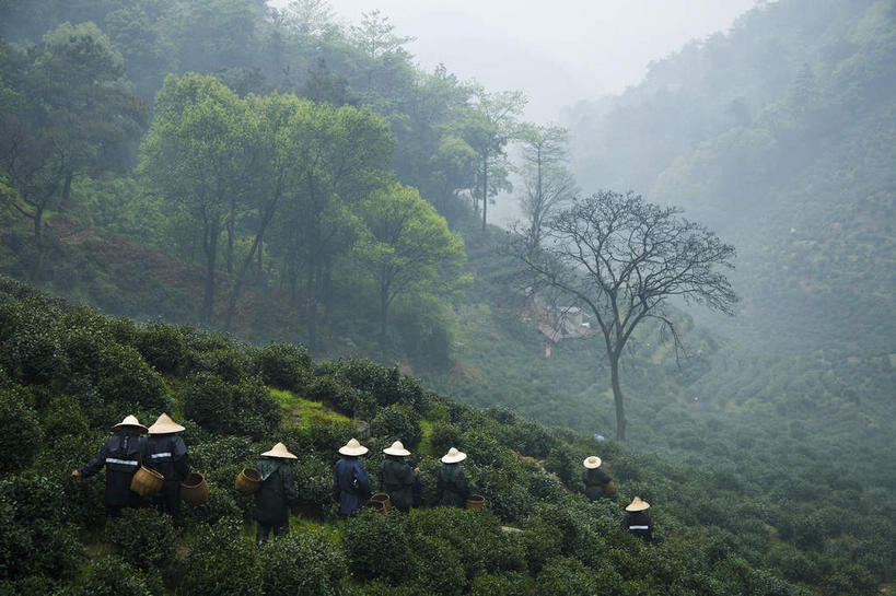 东方人,农民,走,交叉,横图,室外,白天,侧面,旅游,度假,草地,草坪,美景,植物,竹子,帽子,中国,亚洲,一排,阴影,竹制,整齐,编织,光线,篮子,影子,景观,许多人,黄种人,娱乐,茶园,浙江,斗笠,草,树,树木,浙江省,排列,一个,绿色,阳光,自然,竹篮,一群人,享受,休闲,遮阳,景色,放松,生长,单个,成长,杭州,龙井村,竹条,保暖,交织,竹制品,防寒,御寒,队列,自然风光,雨衣,茶场,透气,东亚,防水,杭州市,中华人民共和国,华东地区,省会,浙,穿插,冲锋服,冲锋衣,防潮,户外用品,笠帽,西湖区,男人,男性,年轻男性,亚洲人,佃农,农场主,农夫,农工,乡下人,小农,庄稼人,步行,散步,走路,彩图,全身,编结帽,箬笠,蔽雨