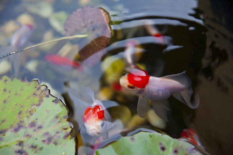 游泳,无人,横图,俯视,室外,白天,度假,美景,城市风光,城市,锦鲤,鲤鱼,叶子,香港,中国,亚洲,一群,许多,波纹,鱼,池塘,景观,水池,绿叶,涟漪,很多,娱乐,鱼类,倒影,水纹,波浪,享受,休闲,嫩叶,景色,放松,港,倒映,水生动物,水生物,东亚,香港岛,香港特别行政区,港澳台,中华人民共和国,水晕,观赏鱼,泅水,反照,拍浮,港岛,叶,叶片,鲤子,鲤拐子,半身,彩图,高角度拍摄,淡水生物,黄竹坑,香港海洋公园